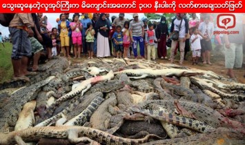 ေသြးဆူေနတဲ့လူအုပ္ႀကီးက မိေက်ာင္းအေကာင္ ၃၀၀ နီးပါးကို လက္စားေခ်သတ္ျဖတ္