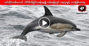 လင္းပိုင္တစ္ေကာင္ လိင္စိတ္ျပင္းထန္ေန၍ ကမ္းေျခတြင္ ေရကူးခြင့္ တားျမစ္ထားရ