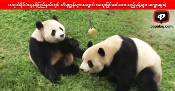 တရုတ္ႏိုင္ငံယူနန္ျပည္နယ္တြင္ တိရစာၦန္မ်ားအတြက္ အထူးျပင္ဆင္ထားသည့္မုန္႔မ်ား ေကၽြးေမြးခဲ့