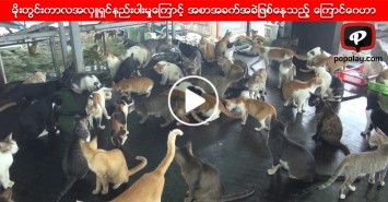 မိုးတြင္းကာလအလွဴရွင္နည္းပါးမႈေၾကာင့္ အစာအခက္အခဲျဖစ္ေနသည့္ ေၾကာင္ေဂဟာ