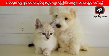 အိမ္ေမြးတိရိစာၦန္အေရာင္းဆိုင္မ်ားတြင္ ေခြး၊ ေၾကာင္ေလးမ်ား ေရာင္းခ်ခြင့္ ပိတ္မည္