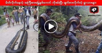 မိတ္လိုက္ေနတဲ့ အၾကီးစားေျမြနွစ္ေကာင္ ကိုဖမ္းၿပီး ခ်က္စားလိုက္တဲ့ ရြာသားမ်ား